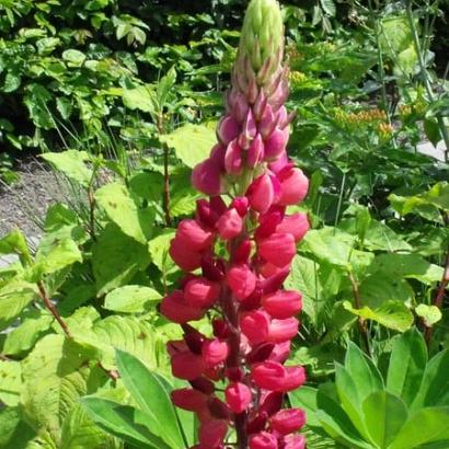 Lupinus 'My Castle'