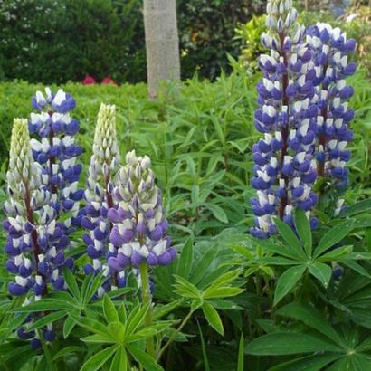 Lupinus 'The Governor'