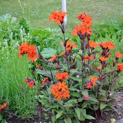 Lychnis arkwrightii 'Vesuvius'