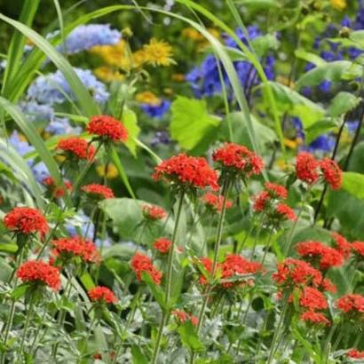 Lychnis chalcedonica