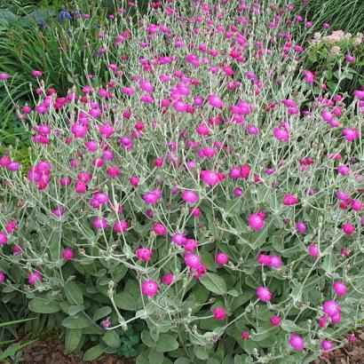 Lychnis coronaria