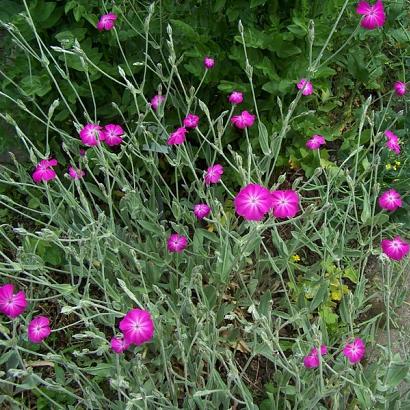 Lychnis coronaria