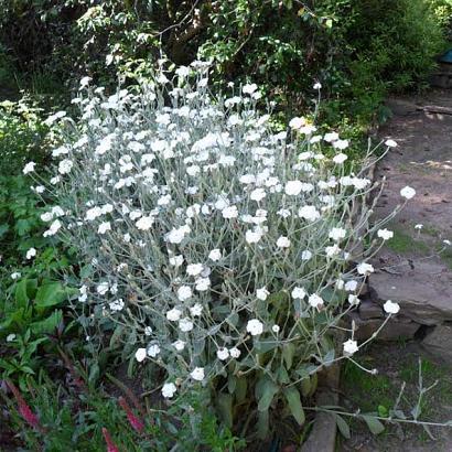 Lychnis coronaria 'Alba'