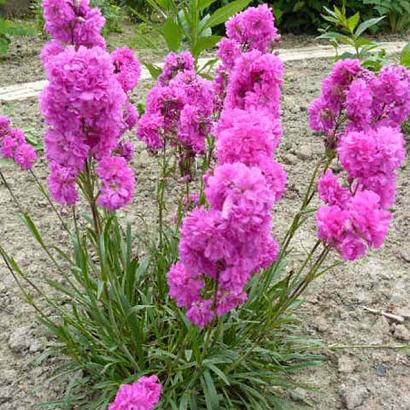 Lychnis viscaria 'Plena'