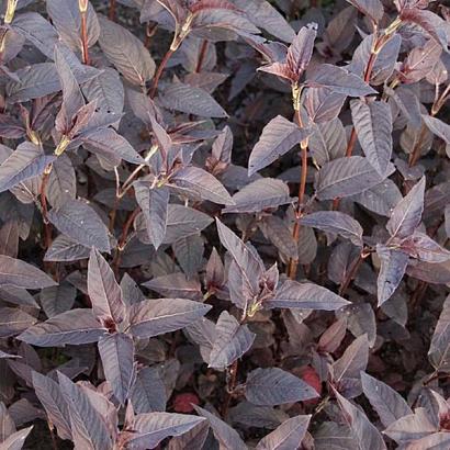 Lysimachia ciliata 'Firecracker'