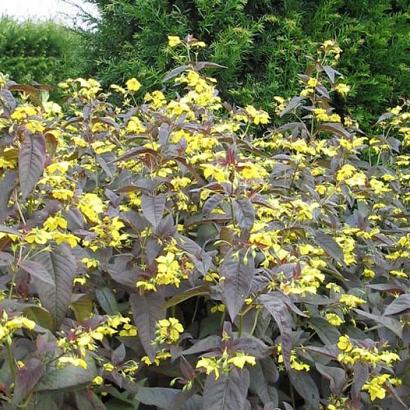 Lysimachia ciliata 'Firecracker'