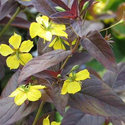 Lysimachia ciliata 'Firecracker'