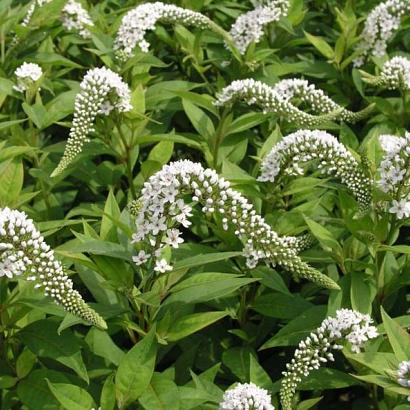 Lysimachia clethroides