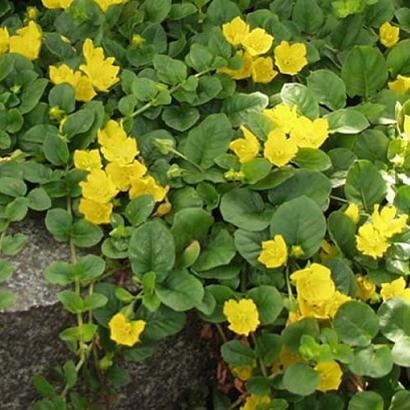 Lysimachia nummularia