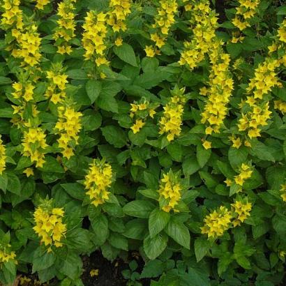 Lysimachia punctata