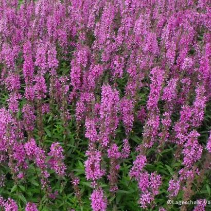 Lythrum salicaria