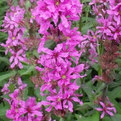 Lythrum salicaria