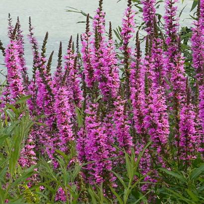 Lythrum sal. 'Morden Pink'