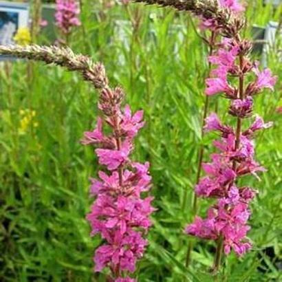 Lythrum sal. 'Morden Pink'