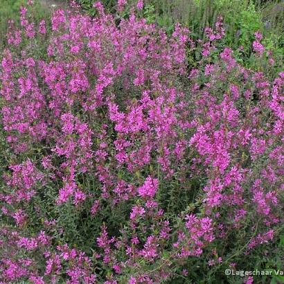 Lythrum virgatum 'Dropmore Purple'