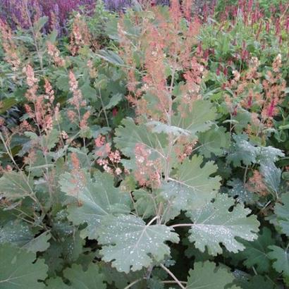 Macleaya m. 'Kelway's Coral Plume'