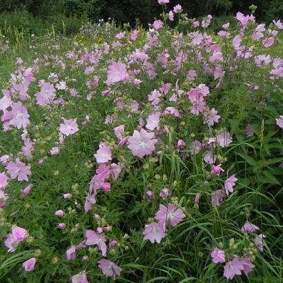 Malva moschata