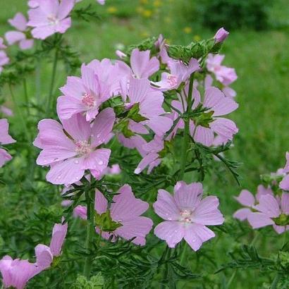 Malva moschata