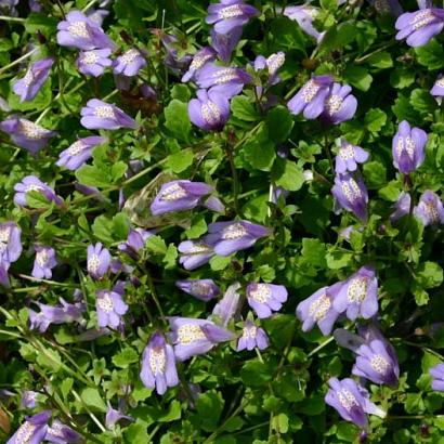 Mazus reptans