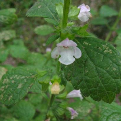 Melissa officinalis