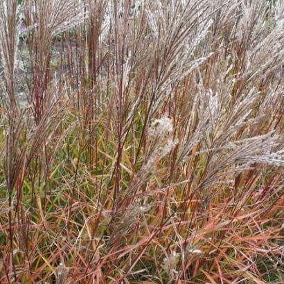 Miscanthus sin. 'Ferner Osten'