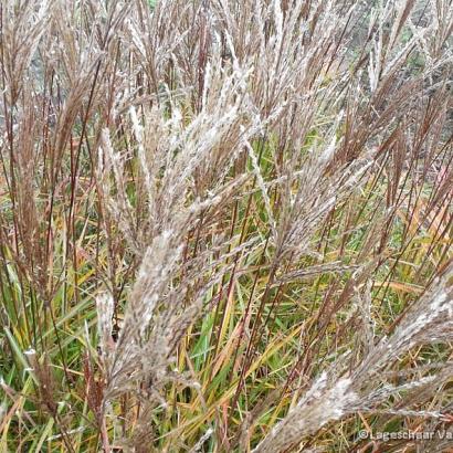 Miscanthus sin. 'Ferner Osten'