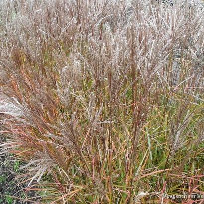 Miscanthus sin. 'Ferner Osten'