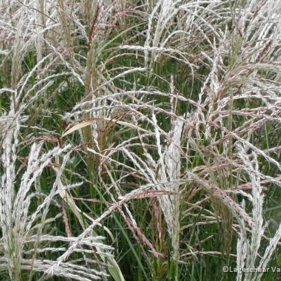 Miscanthus sin. 'Flamingo'