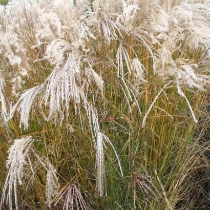 Miscanthus sin. 'Flamingo'