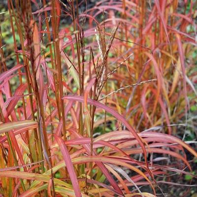 Miscanthus sin. 'Ghana'