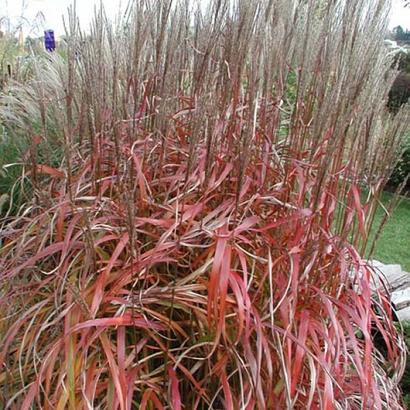 Miscanthus sin. 'Ghana'