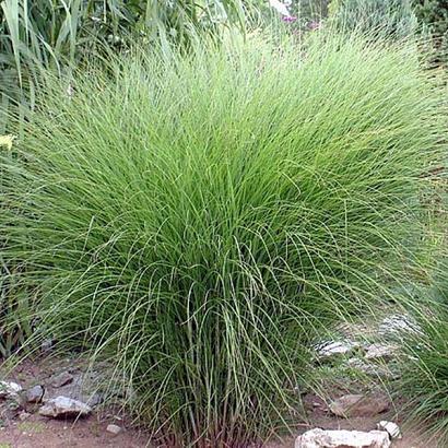 Miscanthus sin. 'Gracillimus'