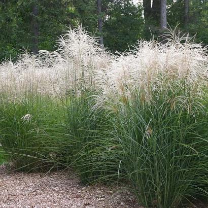 Miscanthus sin. 'Graziella'