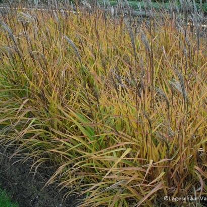 Miscanthus sin. 'Kleine Fontäne'