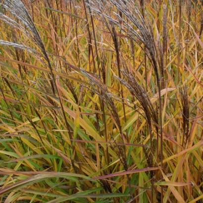 Miscanthus sin. 'Kleine Fontäne'