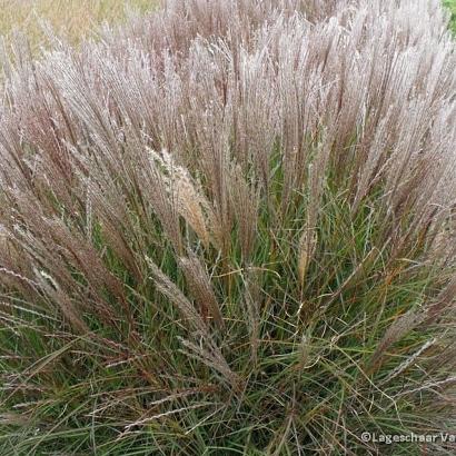 Miscanthus sin. 'Kleine Silbersp.'