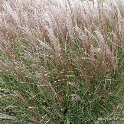 Miscanthus sin. 'Kleine Silbersp.'