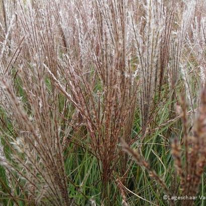 Miscanthus sin. 'Kleine Silbersp.'