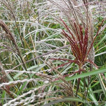 Miscanthus sin. 'Malepartus'