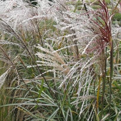 Miscanthus sin. 'Malepartus'