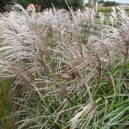 Miscanthus sin. 'Malepartus'