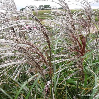 Miscanthus sin. 'Malepartus'