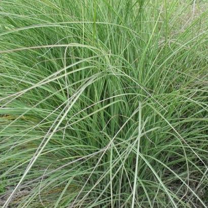 Miscanthus sin. 'Morning Light'