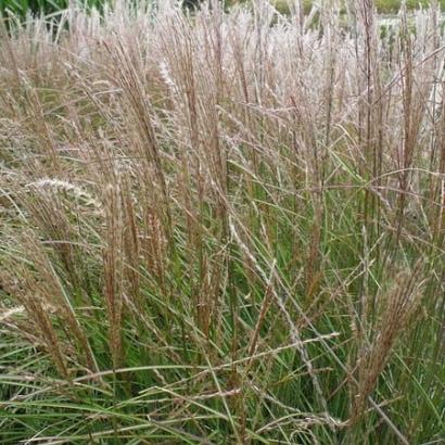 Miscanthus sin. 'Silberspinne'