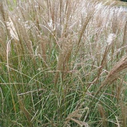 Miscanthus sin. 'Silberspinne'