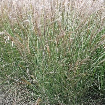 Miscanthus sin. 'Silberspinne'