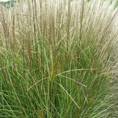 Miscanthus sin. 'Silberspinne'