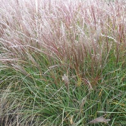 Miscanthus sin. 'Yaku Jima'