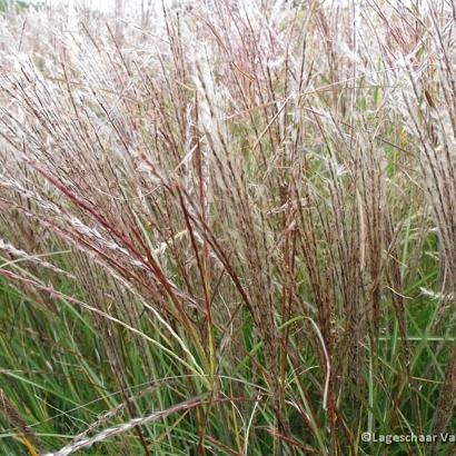 Miscanthus sin. 'Yaku Jima'