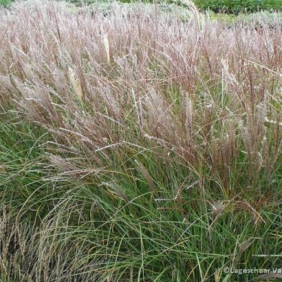 Miscanthus sin. 'Yaku Jima'